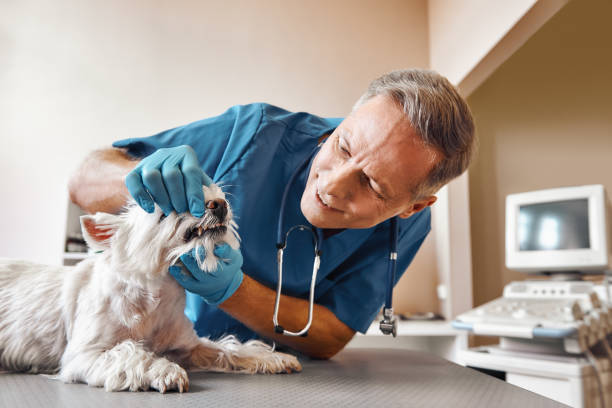 Best Mobile Emergency Dentist in Pinch, WV